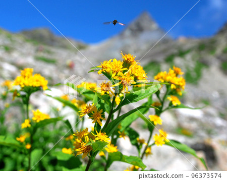 Miyama goldenrod and flying insects [Northern Alps Yarigatake 01] 96373574