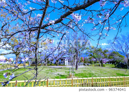 Tsuenofuchi Park Sakura 96374041