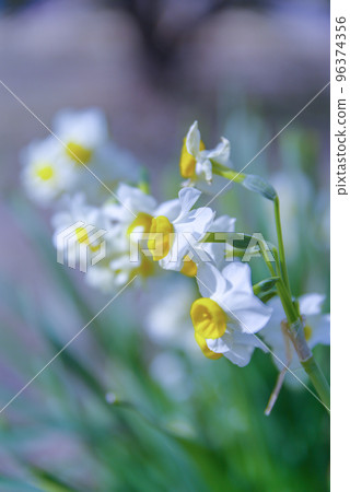Narcissus Clear weather 96374356