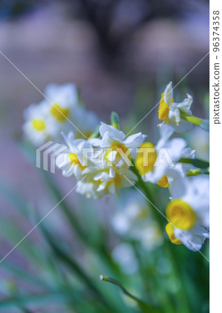 Narcissus Clear weather 96374358