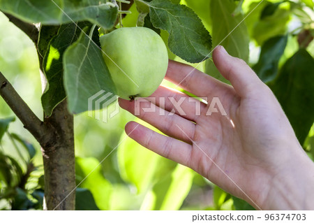 Woman hand picks a green apple from an apple tree branch with leaves. Harvest, ripe fruit, autumn concept Woman hand picks a green apple from an apple tree branch with leaves. Harvest, ripe fruit, autumn concept 96374703