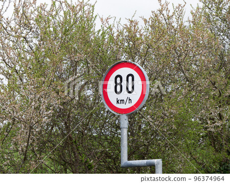 A road sign warns of a speed limit of 80 kmh. A road sign on the background of flowering trees in spring. 96374964