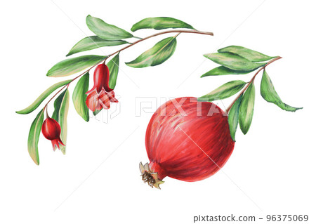 Watercolor pomegranate on a branch with flowers. Hand drawn realistic tasty garnet red fruit isolated on white background. For designer 96375069