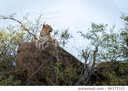 Leopard lying on rock surrounded by bushes Leopard lying on rock surrounded by bushes 96375532