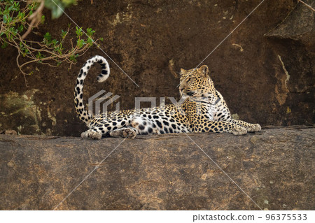 Leopard lies on rocky ledge curling tail 96375533