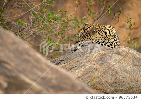 Leopard lies with eyes closed on boulder Leopard lies with eyes closed on boulder 96375534