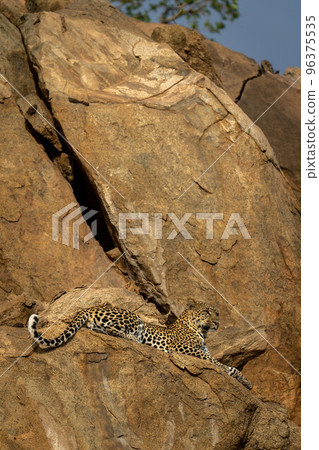 Leopard lies on rock ledge staring ahead Leopard lies on rock ledge staring ahead 96375535