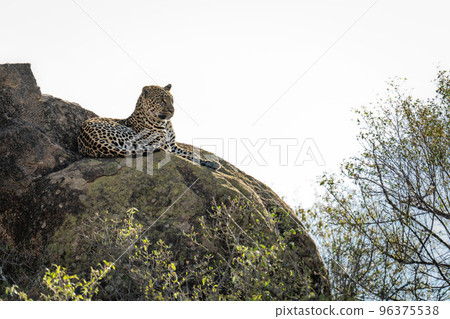 Leopard lies on sunlit rock in trees 96375538