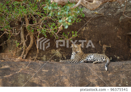 Leopard lying on ledge under tangled branches Leopard lying on ledge under tangled branches 96375541