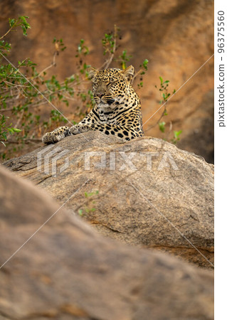 Leopard lies on rock closing her eyes Leopard lies on rock closing her eyes 96375560