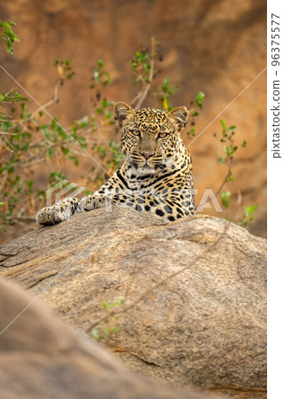 Leopard lying on rock with branches behind Leopard lying on rock with branches behind 96375577