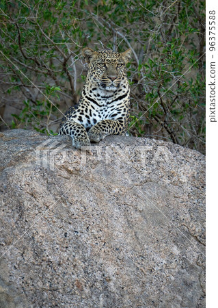 Leopard lies on shady boulder in trees Leopard lies on shady boulder in trees 96375588