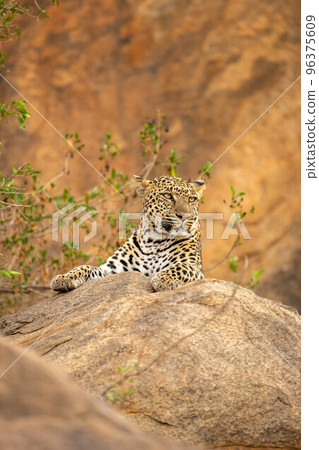 Leopard lies on rock by leafy bush Leopard lies on rock by leafy bush 96375609