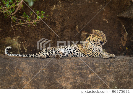 Leopard lies on rocky ledge looking ahead 96375651