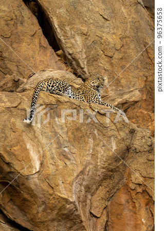 Leopard lies on rocky ledge staring ahead Leopard lies on rocky ledge staring ahead 96375658