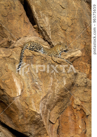 Leopard lying on rocky ledge gazing ahead Leopard lying on rocky ledge gazing ahead 96375659