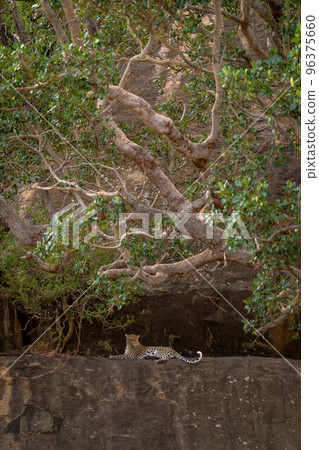 Leopard lies on rock under tangled branches 96375660