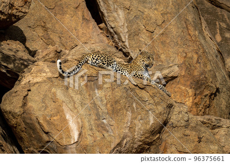 Leopard lies on rocky ledge looking down Leopard lies on rocky ledge looking down 96375661