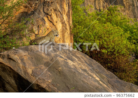 Leopard lies on rocky outcrop licking lips Leopard lies on rocky outcrop licking lips 96375662