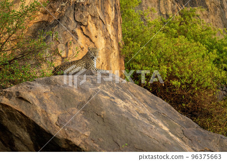 Leopard lies on rock between thick bushes Leopard lies on rock between thick bushes 96375663
