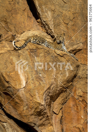 Leopard lies on rock ledge looking back Leopard lies on rock ledge looking back 96375664