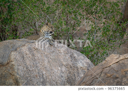 Leopard lies on shady rock among trees 96375665