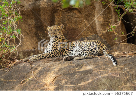 Leopard lies on rock framed by foliage Leopard lies on rock framed by foliage 96375667