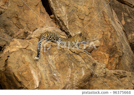 Leopard lies on steep rockface staring down Leopard lies on steep rockface staring down 96375668
