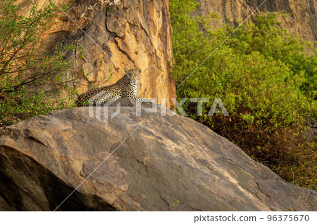 Leopard lies on rocky outcrop looking round 96375670