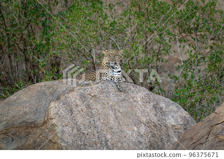 Leopard lies on rock with bushes behind 96375671