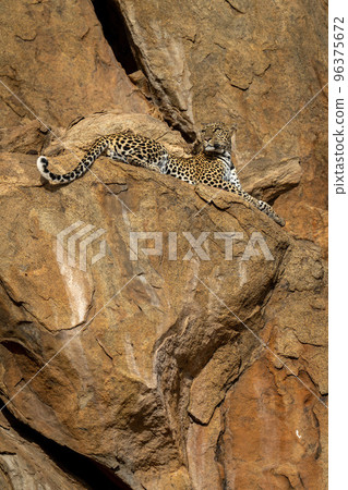 Leopard lies on rocky ledge looking up Leopard lies on rocky ledge looking up 96375672