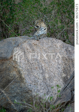 Leopard lies with head cocked on boulder Leopard lies with head cocked on boulder 96375673