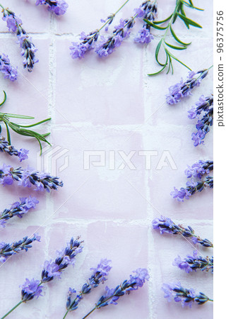 Lavender flowers and leaves creative frame on a pink tile background Lavender flowers and leaves creative frame on a pink tile background 96375756
