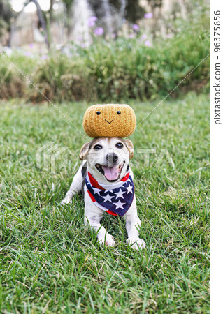 Happy dog on grass with decorative pumpkin on head, open mouth, and looking at camera. Funny moments. Autumn, fall decor. Halloween party 96375856