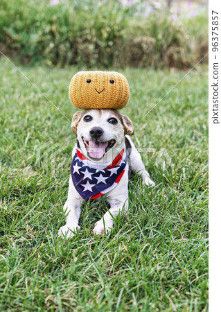 Happy dog on grass with decorative pumpkin on head, open mouth, and looking at camera. Funny moments. Autumn, fall decor. Halloween party 96375857