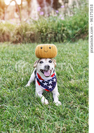 Happy dog on grass with decorative pumpkin on head, open mouth, and looking at camera. Funny moments. Autumn, fall decor. Halloween party 96375858