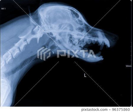Digital x-ray image of dog skull head and neck with open mouth. Imaging skull, teeth, and trachea. Lateral view 96375860