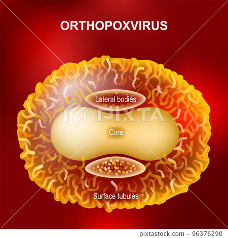 Orthopoxvirus or Monkeypox virus that cause smallpox, cowpox, horsepox, camelpox, and monkeypox Orthopoxvirus or Monkeypox virus that cause smallpox, cowpox, horsepox, camelpox, and monkeypox 96376290