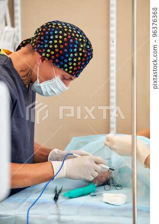 veterinary medical team performing an operation. spaying and neutering surgery of a domestic animal at the veterinary clinic veterinary medical team performing an operation. spaying and neutering surgery of a domestic animal at the veterinary clinic 96376368