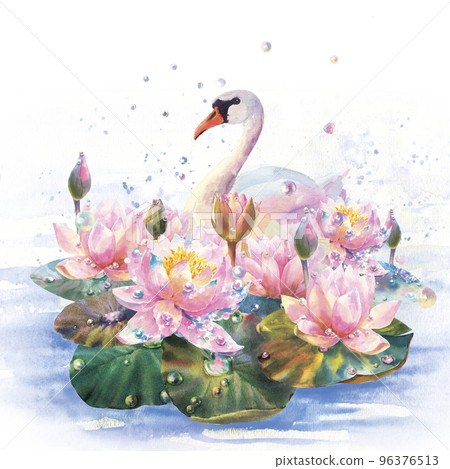 Watercolor painting white swan. Pink Lily flowers on the lake and much dew drops. Pond with birds. Watercolor painting white swan. Pink Lily flowers on the lake and much dew drops. Pond with birds. 96376513