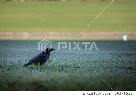 Black raven standing on a meadow 96376532