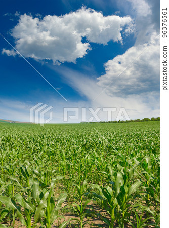 Green corn field and blue sky with white clouds. 96376561