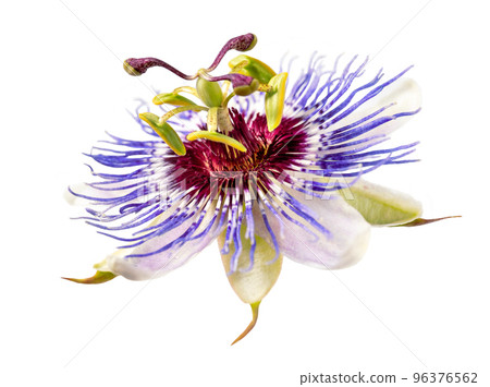 Passiflora caerulea passion flower isolated on white background 96376562