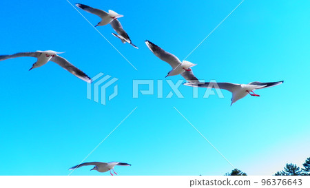 Flight of Ulysporum 96376643
