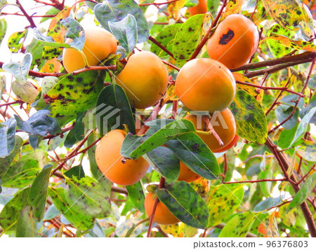 柿子堅果 96376803