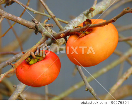 Persimmon nuts 96376804