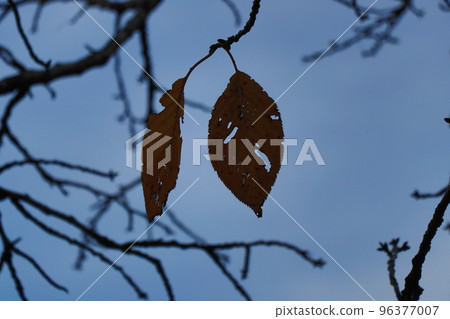Dead leaves Dead leaves 96377007