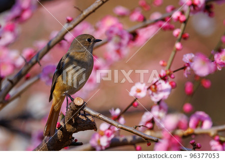 Plum blossoms heralding the arrival of spring and redstarts of winter birds, not just beautiful voices in winter 96377053