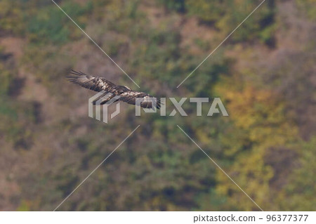 Eagle's eagle 96377377