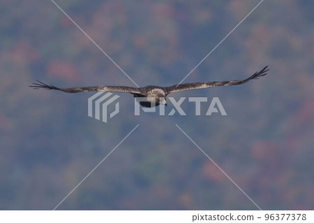 Eagle's eagle 96377378